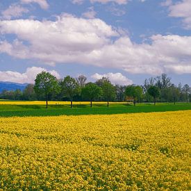 Rape field in the Markgrälerland by Patrick Lohmüller