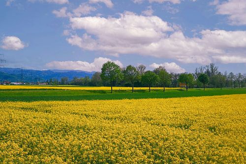 Koolzaadveld in het Markgrälerland