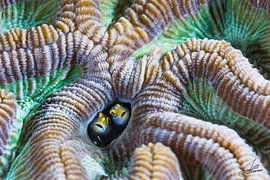 Friends forever by DesignedByJoost