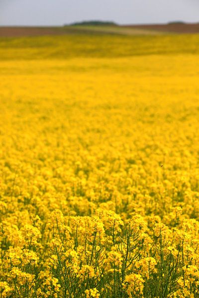 Raps von Thomas Jäger