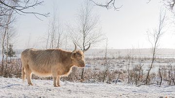 Schottischer Highlander im Schnee