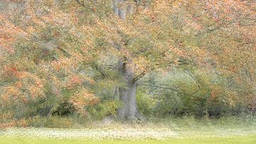 Boom in herfstkleuren. van Lucia Leemans