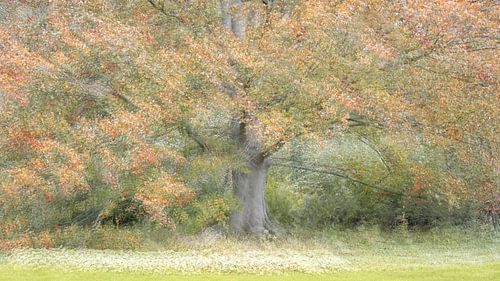 Tree in autumn colours.
