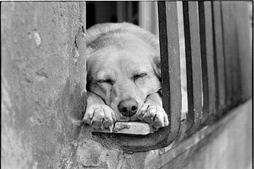 sleeping dog by Philip Krauß