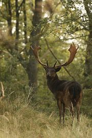 Black fallow deer by NatureBliss