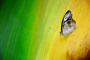 Vlinder op een bananenblad van AB Photography
