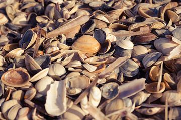 Schelpenstrand van Sven Wildschut