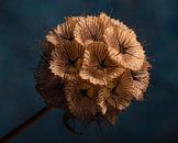 The warm brown tones of dried Scabiosa (with blue background) by Marjolijn van den Berg thumbnail
