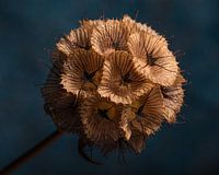 The warm brown tones of dried Scabiosa (with blue background)