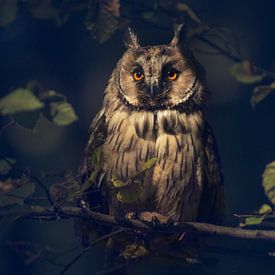 Owl by sarah zentjens