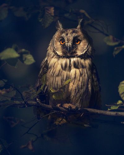 Owl