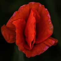 Klaproos