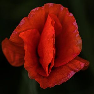 Coquelicot sur FotoSynthese