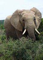 Olifant vooraanzicht