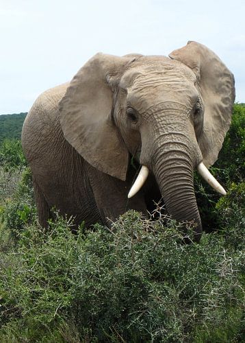 Olifant vooraanzicht