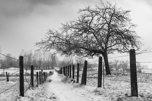 Winter Landscape Flemish Pajottenland, Belgium by Imladris Images