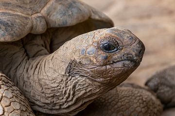 Mega grote schildpad van Joost Winkens