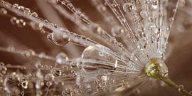 A panorama of a very small piece of dandelion fluff by Marjolijn van den Berg