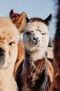 Baby alpaca by Yvette Smink thumbnail