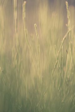 Gras by Robert Wiggers