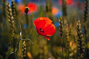 Poppys field van Kurt Krause