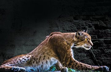 Liggende Lynx van GerART Photography & Designs