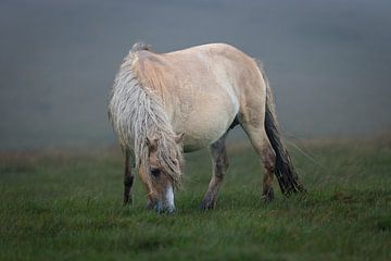 Dartmoor-Pony