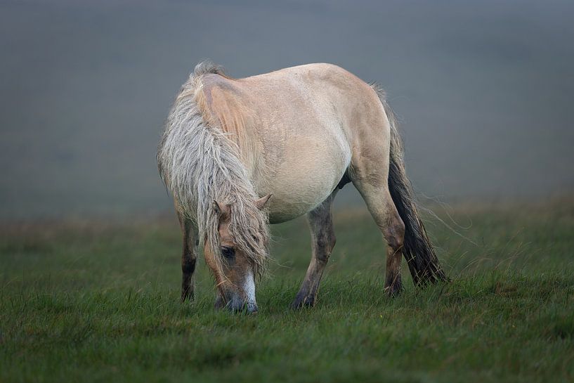 Dartmoor-Pony von Dirk Rüter