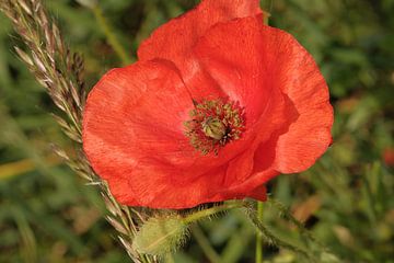 Rode klaproos / papaver met groene achtergrond