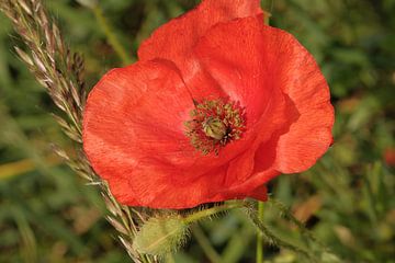 Rode klaproos / papaver met groene achtergrond van Olena Tselykh