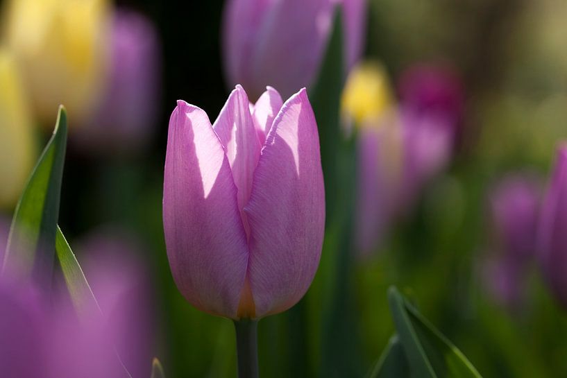 Tulip season by Irma Warth