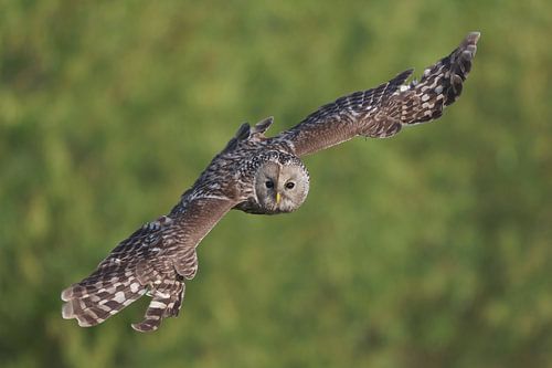 Oeraluil (Strix uralensis)