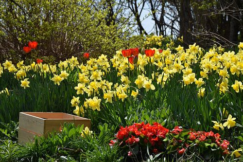 De eerste bloemen in de tuin