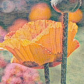Spring | Spring is an image of a poppy in the colour orange and in the mood of Monet by Wil Vervenne