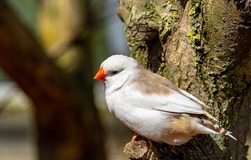 White Zebra Finch in the Wild by Animaflora PicsStock