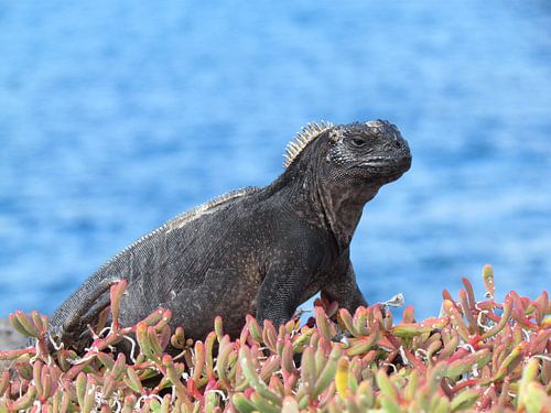 Galapagos Zeeleguaan