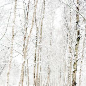 Berkenlaan in winterslaap van René Kempes