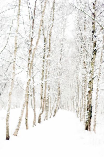 Berkenlaan in winterslaap von René Kempes