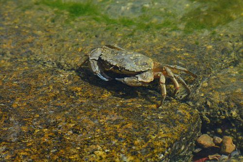 Krab in de Waddenzee bij Terschelling