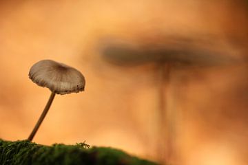 Paddenstoelen en herfst in het Speulderbos van Joyce Beukenex