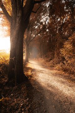 Herfst bos van Karel Ton