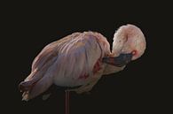 De roze Flamingo van Elianne van Turennout thumbnail