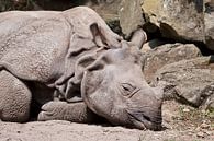 Indian Rhino : Blijdorp Zoo by Loek Lobel thumbnail
