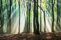 Beams of light in the beech forest