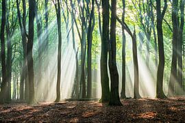 Lichtblicke im Buchenwald von Rick Kloekke