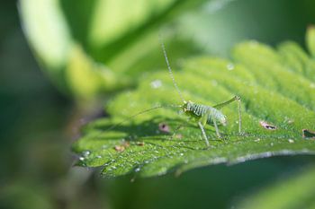 Petite sauterelle verte de sable