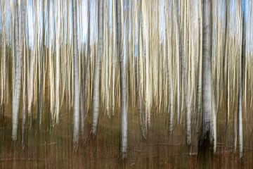 Birch forest on the Veluwe. by Albert Beukhof