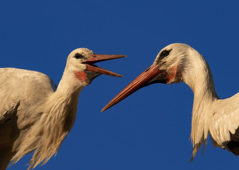 Stork Chatter by Foto Studio Labie