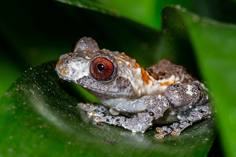 poison dart frog by Henry Nijen Twilhaar
