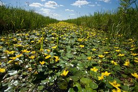 Gentiane d'eau sur Arjan van Duijvenboden